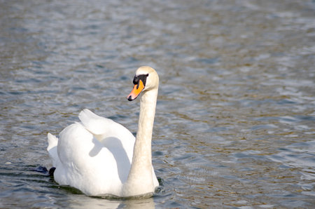 a white swan swims in a pondの写真素材