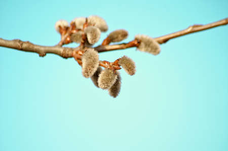 spring flowering trees on a blue backgroundの写真素材