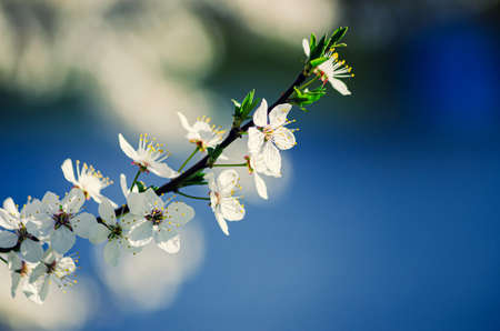 cherry blossom with white flowersの写真素材