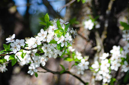 cherry blossom with white flowers