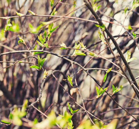 young leaves of spring treesの写真素材