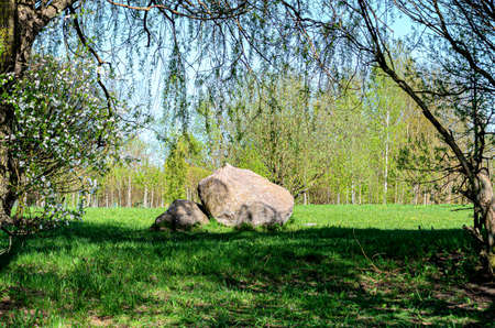 a large stone on the background of birches and flowering treesの写真素材