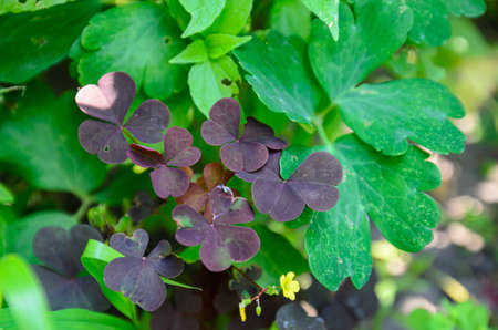summer plants growing in nature