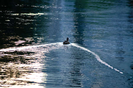 a duck swims on the lakeの写真素材