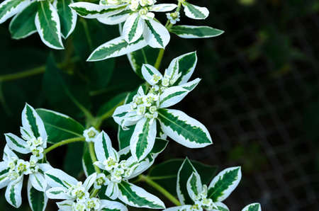garden plants and flowers close-up