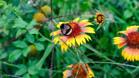 summer plants growing in nature