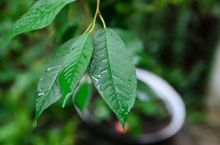 plant leaves after rain close-up