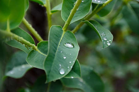plant leaves after rain close-up