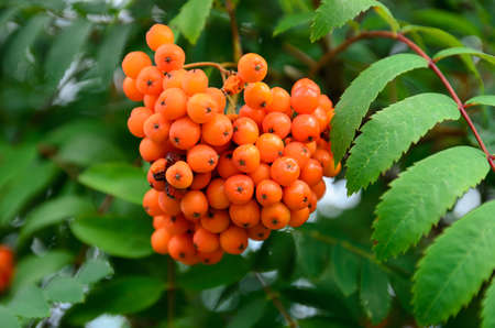 bright rowan berries on a branchの写真素材
