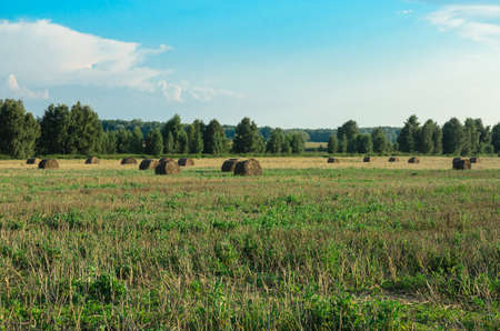 sheaves of hay in the village field