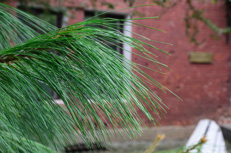 lush greenery of cedar needles close-up
