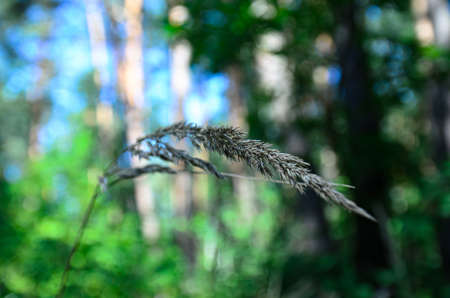 forest plants are illuminated by the bright sun close-upの写真素材