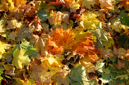 fallen yellow orange and red autumn leaves