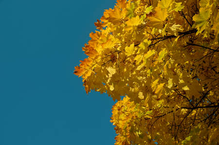yellow orange and red autumn leaves on trees