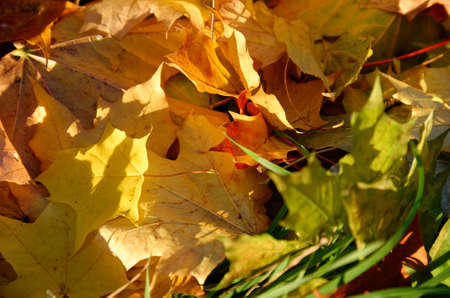 fallen yellow orange and red autumn leaves