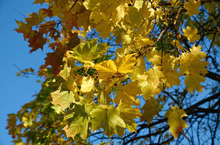 yellow orange and red autumn leaves on treesの写真素材