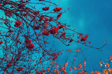 red rowan berries on a blue background