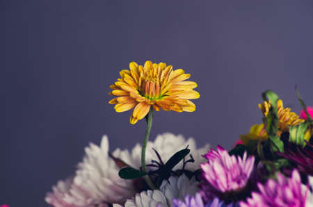 a lonely flower from a bouquet close-upの写真素材