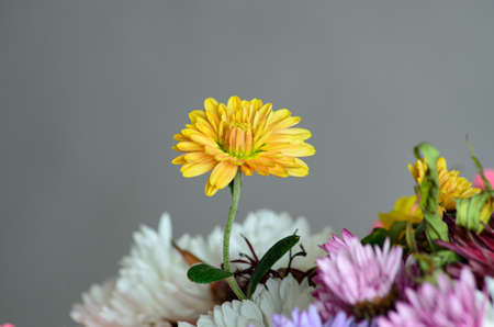 a lonely flower from a bouquet close-upの写真素材