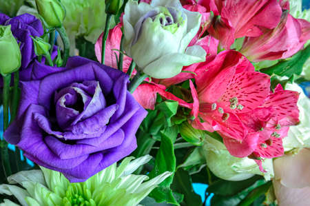 purple pink and white flowers close-up