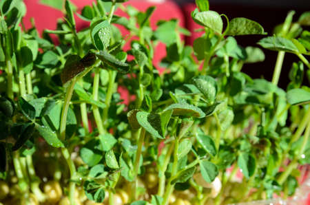 fresh green micro-green peas close-upの写真素材