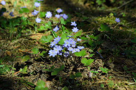 blooming Scilla in spring in the forest close-up