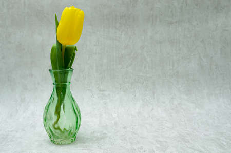 tulip in a glass vase gray backgroundの写真素材
