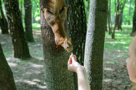a red squirrel near a tree in the forestの写真素材