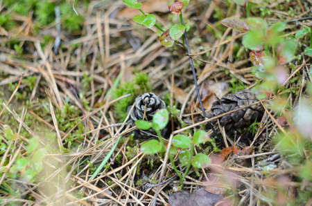 forest plants shrubs and moss close-up