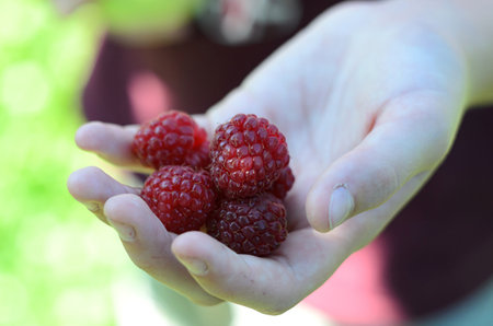 ripe raspberries in the palm of your hand