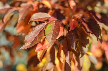 autumn leaves on a sunny day