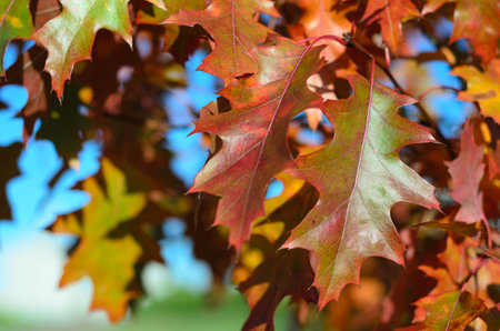 autumn leaves on a sunny day