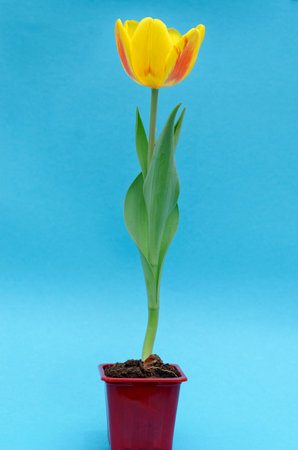 Yellow tulip in a red vase on a blue background.の写真素材