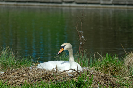 White swan on the shore of the lake. The mute swan, Cygnus olorの写真素材