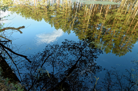 Reflection of trees and clouds in a still lake in the forestの写真素材