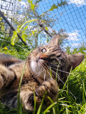 Cute tabby cat lying on the grass in the garden.の写真素材