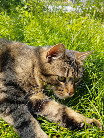 Tabby cat lying on the green grass in the summer day.の写真素材