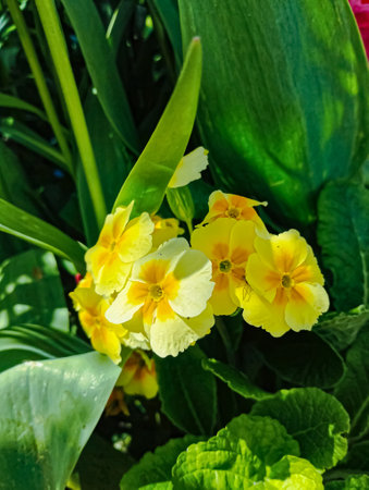 Primrose Primula Vulgaris is a species of flowering plant in the family Primulaceae.の写真素材