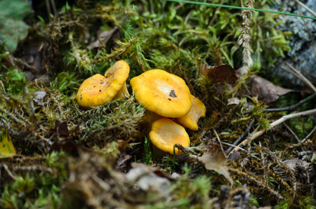 Mushrooms in the autumn forest. Yellow mushrooms in the forest.の写真素材