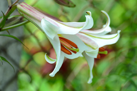 White lily flower in the garden. (Lilium bulbiferum)の写真素材