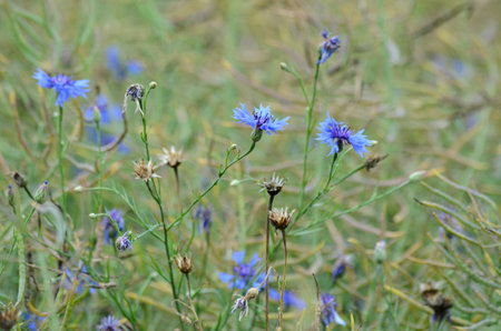 Blue cornflowers in the meadow, closeup of photoの写真素材