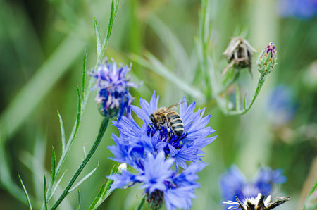 Blue cornflowers and bee in the meadow. selective focusの写真素材