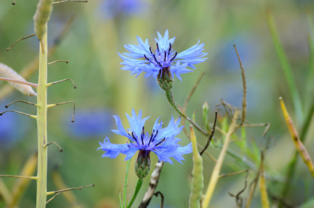 Blue cornflowers in the field, closeup of photo.の写真素材