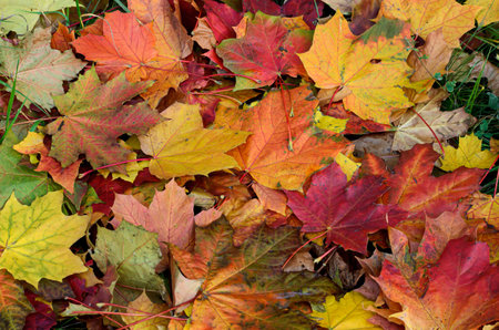 Colorful autumn maple leaves on the ground, close-up.