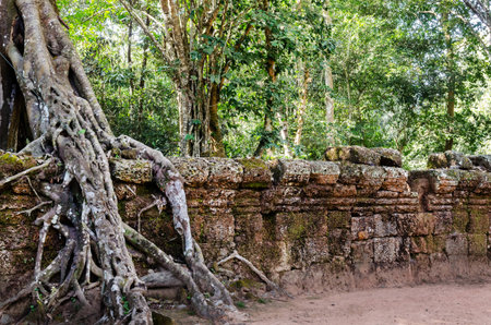 Angkor Wat  Ta Prohm tempie  Cambodiaの写真素材