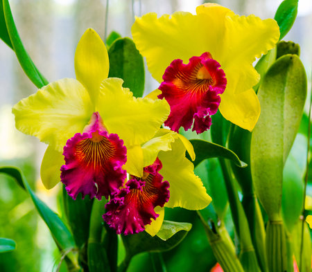 Orchid flowersの写真素材