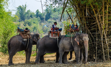 Elephants in the tropical forest of Thailandのeditorial素材