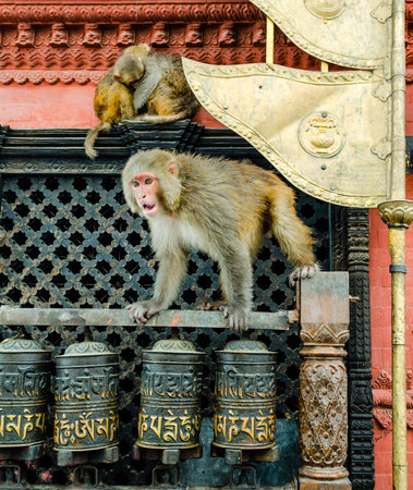 Monkeys near Swayambhunath stupa in Kathmanduの写真素材