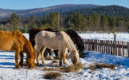 Horses in the village in the Ural Mountainsの写真素材