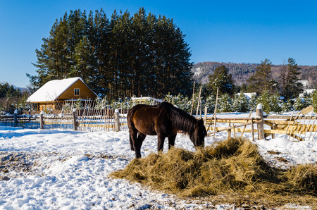 Horses in the village in the Ural Mountainsのeditorial素材
